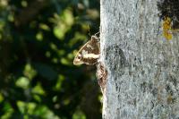 Brintesia circe
