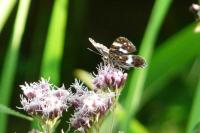 Araschnia levana