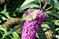 Polygonia c-album