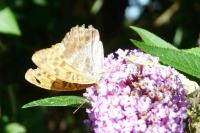 Argynnis paphia