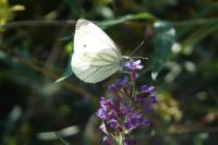 Pieris napi