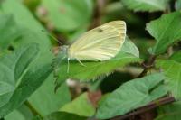 Pieris rapae