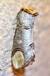 Phalera bucephala