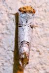 Phalera bucephala