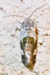 Acontia lucida