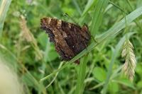 Nymphalis polychloros