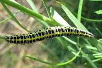 Calophasia lunula