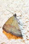 Phytometra viridaria