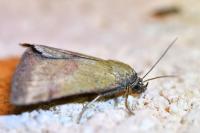 Phytometra viridaria