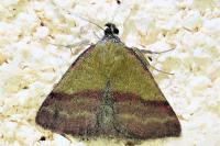 Phytometra viridaria