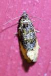 Hedya ochroleucana