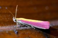 Oncocera semirubella