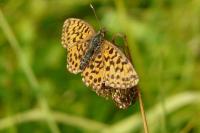 Boloria dia