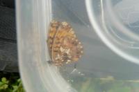Boloria dia