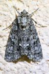 Acronicta rumicis