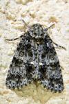 Acronicta rumicis