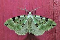 Colostygia pectinataria