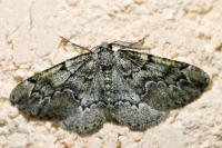 Cleorodes lichenaria
