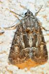 Thalpophila matura