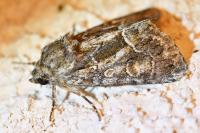 Thalpophila matura