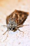 Thalpophila matura