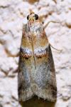 Acrobasis tumidana
