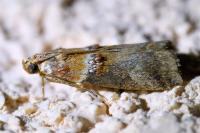 Acrobasis tumidana