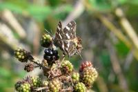Araschnia levana