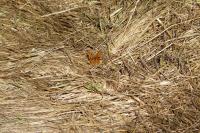 Polygonia c-album