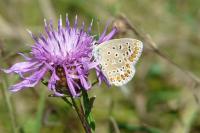 Polyommatus icarus