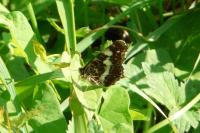 Araschnia levana