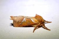 Triodia sylvina