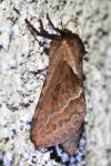 Triodia sylvina