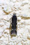 Cosmardia moritzella