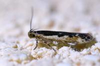 Cosmardia moritzella