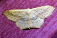 Scopula imitaria