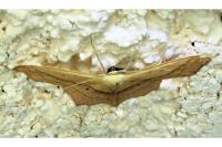 Scopula imitaria