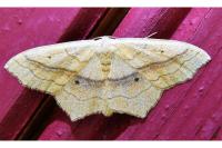 Scopula imitaria