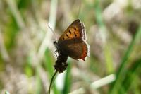 Lycaena phlaeas