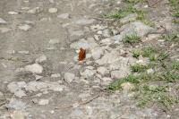 Polygonia c-album