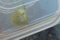 Colias alfacariensis
