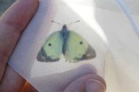 Colias alfacariensis