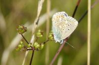 Lysandra bellargus