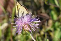 Lycaena phlaeas