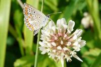 Aricia agestis