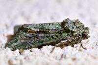 Dryobotodes eremita