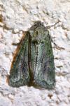 Dryobotodes eremita