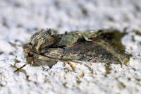 Allophyes oxyacanthae