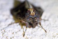 Trigonophora flammea