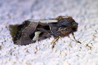 Trigonophora flammea